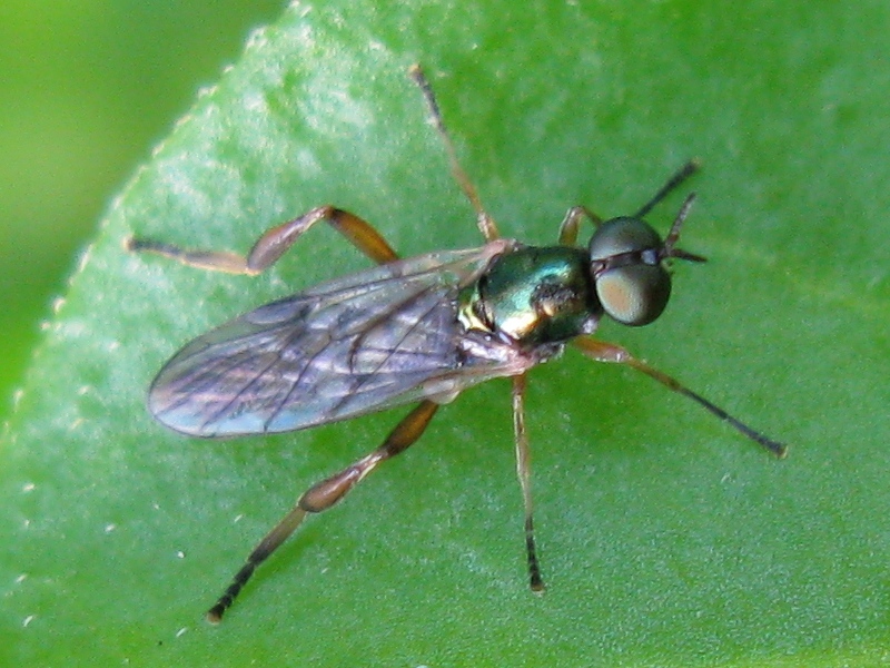Chorisops sp (Stratiomyidae)